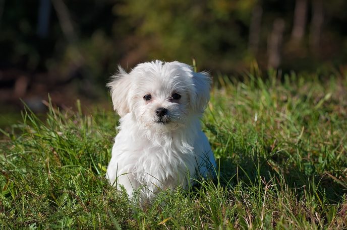 cute puppy in grass